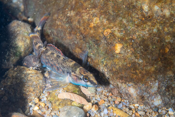 Greenthroat darter at bottom of a river