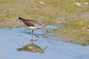 Greater yellowleg foraging in marsh