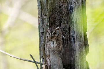 Eastern screech owl sleeping next to a tree