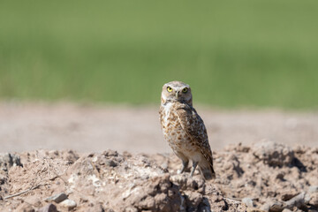 Burrowing owl at a mound over a field