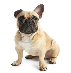 Obraz premium Cute French bulldog on white background