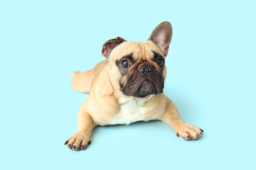 Obraz premium Cute French bulldog lying on blue background