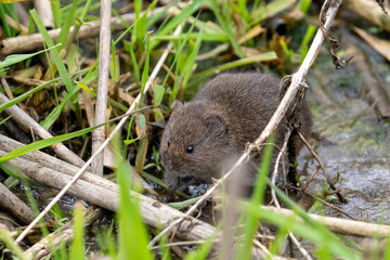 Meadow vole in a grassy marsh