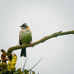 Aves en la reserva de LACHAY Peru
