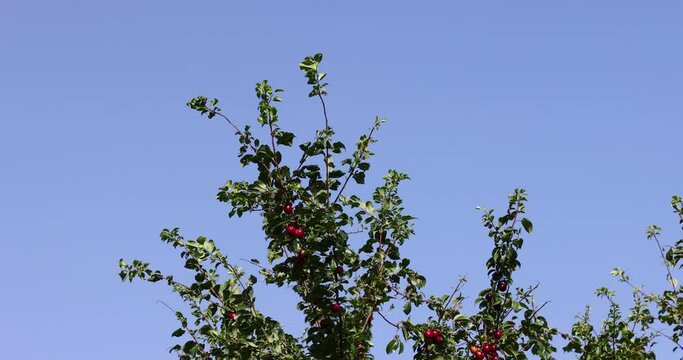 ripe harvest of large cherry plum in the summer, cherry plum trees with ripening berries