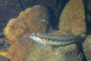 Bronze darter on rocky river bottom