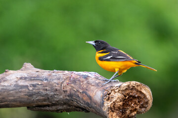 Baltimore oriole on a log