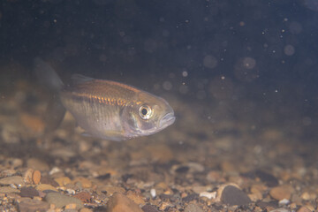 Striped shiner in a river