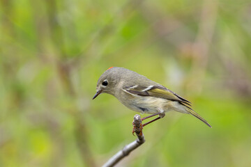 Ruby-crowned kinglet on a perch