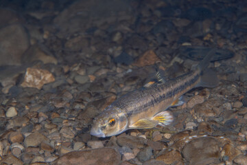 Central stoneroller minnow at bottom of a creek