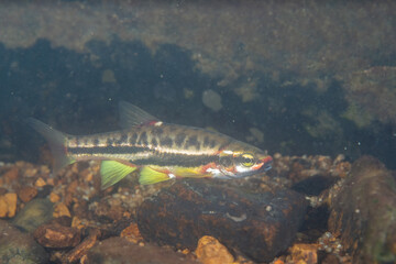 Mountain redbelly dace in a rocky river