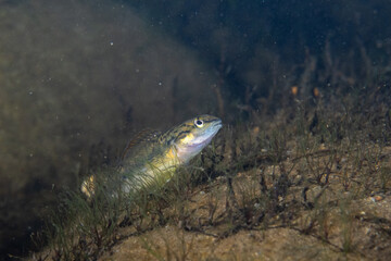 Bronze darter on rocky river bottom