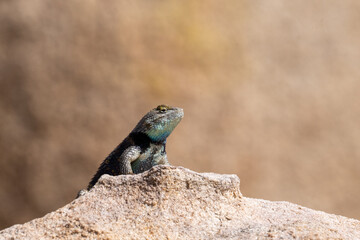 Yellow-backed spiny lizard in the desert