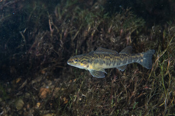 Fototapeta premium Bronze darter on grassy river bed