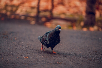 pigeon in the city