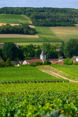 Fototapeta na wymiar Hills with vineyards and church in Urville, champagne vineyards in Cote des Bar, Aube, south of Champange, France