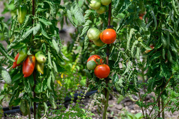 Vine of tomato plant with many big ripening  tomatoes vegetables in garden close up