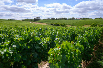 Fototapeta na wymiar Upripe green grapes on champagne vineyards in Cote des Bar, south of Champange, France