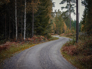 Empty road amidst trees in forest during autumn