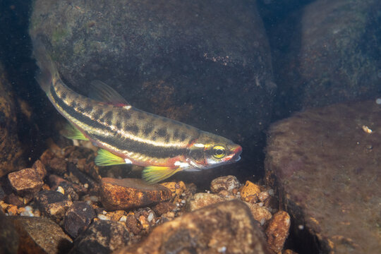Mountain redbelly dace in a rocky river