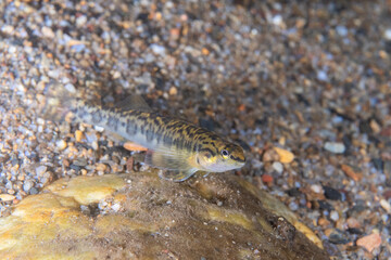 Bronze darter over gravel in river