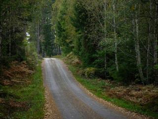 Fototapeta premium Empty road amidst trees in forest during autumn