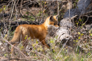 Naklejka na ściany i meble Red fox in a forest