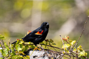 Red-winged blackbird on a perch