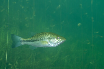 Largemouth bass in a lake