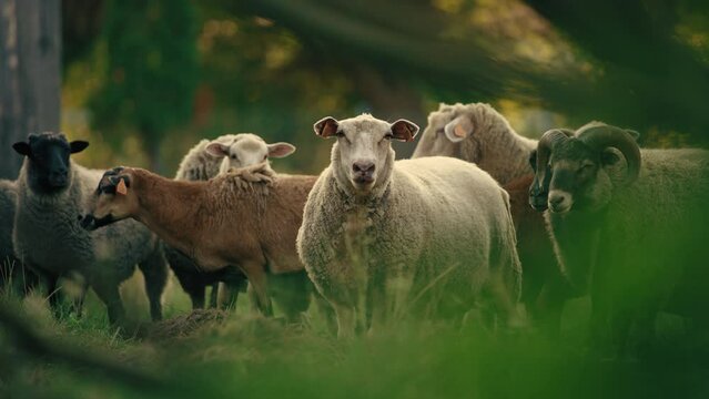 sheeps and goats gazing in the nature, natural breed. High quality 4k footage