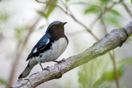Black-throated blue warbler on a perch