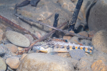Orangethroated darter in a rocky river bed