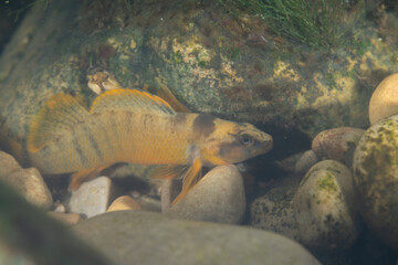 Tippecanoe darter in a rocky river bed