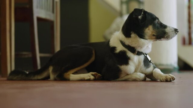 Curious pet mongrel dog on a chain relax at home. mongrel. Bored mutt doggo chilling at owner's backyard. Puppy looking at the camera with attention.