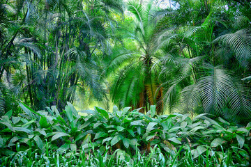 Floresta, São Paulo, Brasil