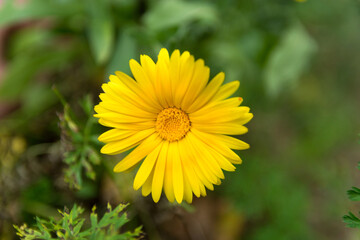 Beautiful yellow Calendula officinalis flower on a sunny day in the garden. The background is soft and green, offering copy space. Close up shot, natural background concept