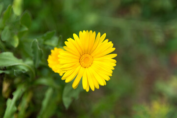 Bright yellow flower on a sunny day in the garden. The Latin name for this flower is Calendula officinalis. The background is soft and green. Natural background concept