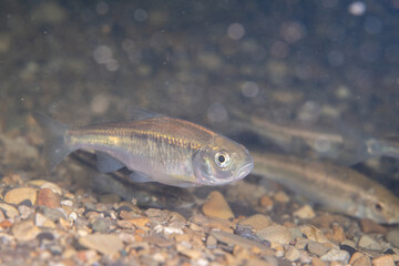 Striped shiner in a river