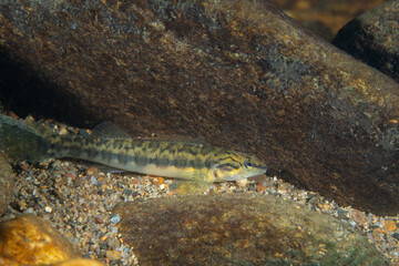 Bronze darter over gravel in river