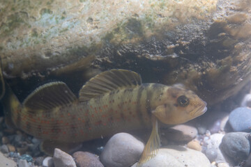 Bluebreast darter displaying on river bed