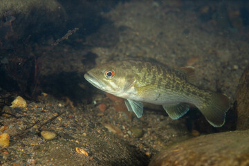 Redeye bass swimming in a river