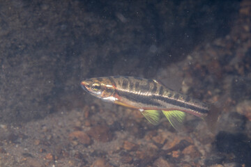 Fototapeta premium Mountain redbelly dace in a rocky river