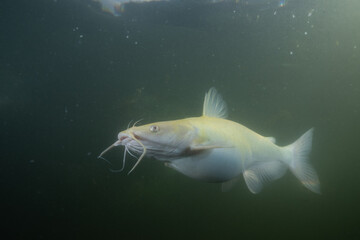 Albino carfish in a lake