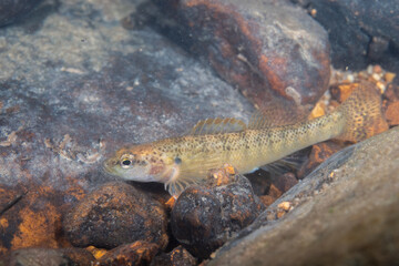 Fantail darter displaying in a river bed