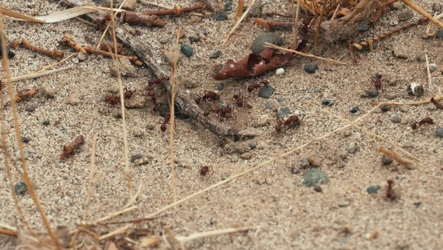 Red ants on ground going in and out of nest hole in the ground 
