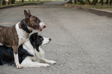 Two dogs are hugging on a walk. Border collie and bull terrier. 