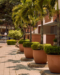 The Green Streetscape: Urban Palm Trees in Splendor