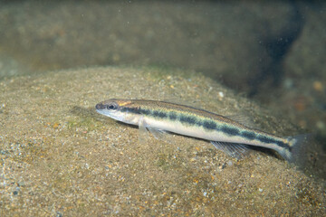 Bridled darter on sandy river bed