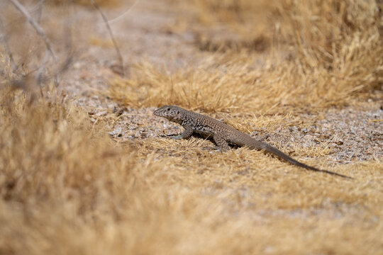 Great basin whiptail in desert