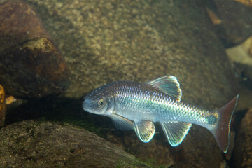 Alabama shiner in a river